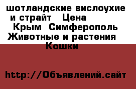 шотландские вислоухие и страйт › Цена ­ 5 000 - Крым, Симферополь Животные и растения » Кошки   
